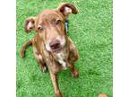 Adopt Cece a Hound, Mixed Breed