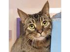 Adopt Tiger a Domestic Short Hair