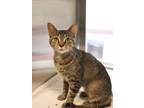 Adopt San Fran a Domestic Short Hair