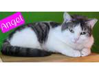 Adopt Angel a Domestic Short Hair