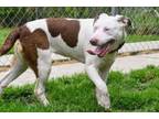 Adopt Storm a Mixed Breed