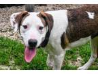 Adopt Jubilee a Mixed Breed