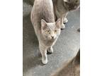 Adopt Jolene a Russian Blue