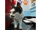 Adopt Shakira a Domestic Short Hair