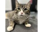 Adopt Chipmunk a Domestic Short Hair