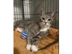 Adopt Shiloh a Domestic Short Hair