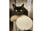 Adopt Chun Lee a Domestic Short Hair