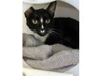 Adopt Lilo a Domestic Short Hair