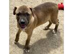 Adopt THISTLE a Pit Bull Terrier