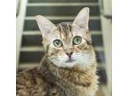 Adopt Allie a Domestic Short Hair