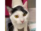 Adopt Mulan a Domestic Short Hair