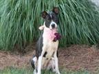Adopt PIPER a Border Collie, Mixed Breed