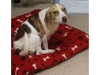 Adopt Suzy a Beagle