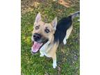 Adopt Annie a German Shepherd Dog, Mixed Breed