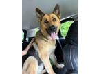 Adopt Abby $75 - Fostered a German Shepherd Dog, Mixed Breed