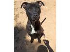 Adopt Willow a Pit Bull Terrier, Mixed Breed