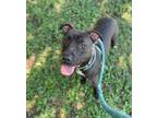 Adopt Willow a Pit Bull Terrier, Mixed Breed