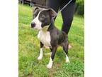 Adopt Breezy a Pit Bull Terrier, Mixed Breed