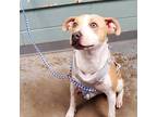Adopt Sahara a American Staffordshire Terrier