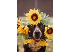 Adopt 72400A Salem a American Staffordshire Terrier, Mixed Breed