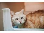 Adopt 72644A Emmi-Pounce Cat Cafe a Domestic Short Hair