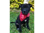 Adopt Spicy a American Staffordshire Terrier, Mixed Breed