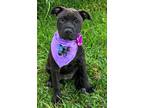Adopt Willow a American Staffordshire Terrier, Mixed Breed