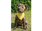 Adopt Bindi a American Staffordshire Terrier, Mixed Breed