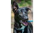 Adopt Rue a Labrador Retriever