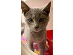 Adopt Hope/Abby (w mountaiview) a Domestic Medium Hair