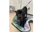 Adopt ANDIE a Mixed Breed