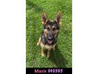 Adopt Maxie a German Shepherd Dog