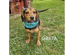Adopt Greta a Beagle, Mixed Breed