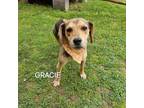 Adopt Gracie a Beagle, Mixed Breed