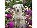 Adopt Lexi a Labrador Retriever, Great Pyrenees