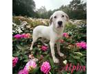 Adopt Alpha a Great Pyrenees, Boxer