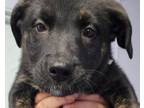 Adopt Antoni a Labrador Retriever, Mixed Breed