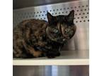 Adopt Missy a Domestic Short Hair