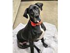 Adopt LAYLAH a Great Dane