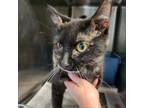 Adopt Meadow a Domestic Short Hair