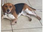 Adopt Marley a Beagle