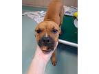 Adopt Mallard a Pit Bull Terrier, Mixed Breed