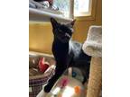 Adopt Lorelei a Domestic Short Hair