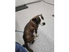 Adopt Celeste a Mixed Breed, American Staffordshire Terrier