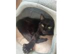 Adopt Pasley a Domestic Short Hair