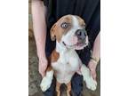 Adopt Russo a Pit Bull Terrier, Mixed Breed
