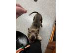 Adopt Sandra a Pit Bull Terrier, Mixed Breed