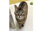 Adopt Tallulah a Domestic Short Hair