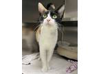 Adopt Bani a Domestic Short Hair