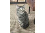 Adopt Thorn a Domestic Short Hair